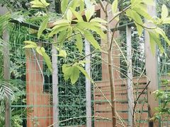 -谷咖啡·鲜花绿植花园餐厅