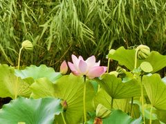 -海淀公园