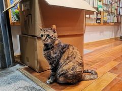 -猫的天空之城概念书店(杭州南宋御街店)