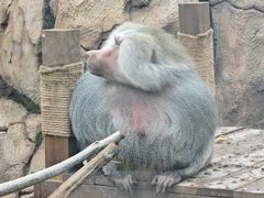 -青藏高原野生动物园