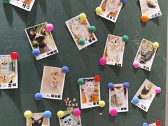 -藏猫猫咖啡主题馆(中央大道店)