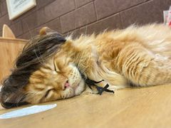 -藏猫猫咖啡主题馆(中央大道店)