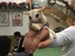 -藦茜花园宠物主题亲子互动体验馆(国顺东路店)