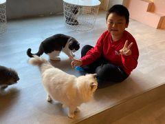-猫儿山۰猫主题餐厅