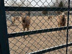 -北京麋鹿生态实验中心