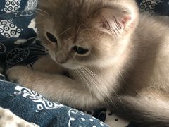 -东方名猫馆·英短金渐层布偶猫舍(环线广场1号楼店)