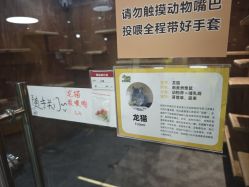 -神奇动物撸宠馆·羊驼·小浣熊·异宠(豫园店)