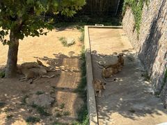 -西霞口神雕山野生动物世界