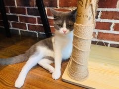 -猫友咖啡店(玉林西路店)