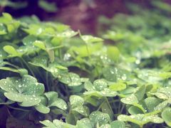 psb(2)-上海佘山国家森林公园西佘山园