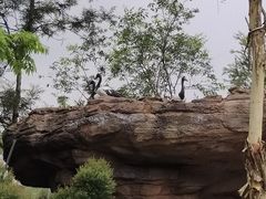 -新加坡飞禽公园