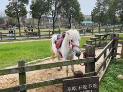 -田园东方蜜桃村的田野营地