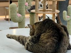 -喵园·猫主题咖啡厅·撸猫·猫咖(国贸店)