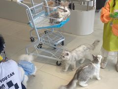 -怪兽屋·羊驼·猫咖·狗咖(俊华广场店)