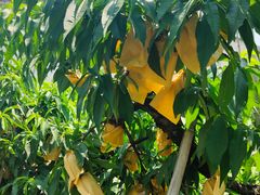 -老袁家蜜桃农场·阳山水蜜桃