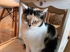 -Cappucimeow猫咪咖啡馆(韦伯时代店)