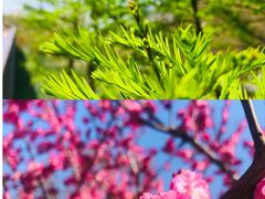 -昆山城市生态森林公园