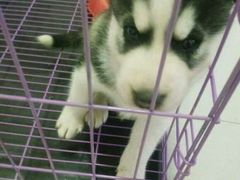 -翊宠yipet猫狗购宠庄园犬舍•猫舍