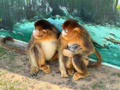 -西霞口神雕山野生动物世界