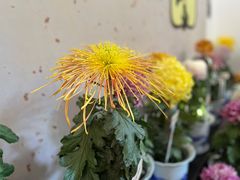 -杭州植物园