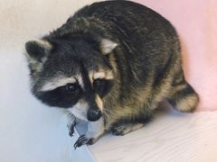-浣熊柯尔鸭土拨鼠·电玩咖