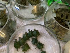 -万商花鸟市场