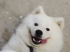 -翊宠yipet猫狗购宠庄园犬舍•猫舍