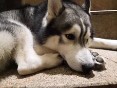 -more than meow吴止猫主题餐厅(承德 中船汇店)