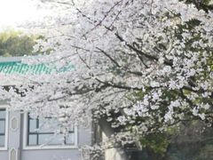 -武汉大学-樱园