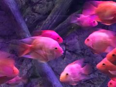 -梦幻海洋王国(吾悦广场张家港店)