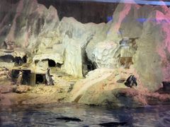 -帝企鹅自助餐厅•儿童岛•真企鹅(长隆企鹅酒店)