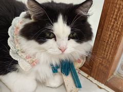 -共舞时光猫咖·狗咖(新街口店)