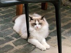 -喵屿·大理花园猫咖