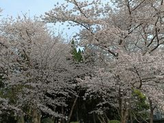 -嘉定紫藤园