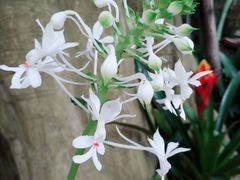 -南山植物园