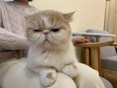 -滚猫咖啡·猫咖·猫友好撸猫(未来城店)