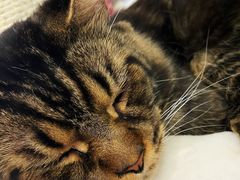 -酷豆宠物咖啡·宠物美食·撸猫馆