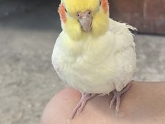 -吉丁鸟咖·异宠·寄养