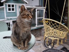 -喵屿·大理花园猫咖