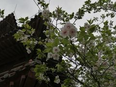 -西安青龙寺遗址景区