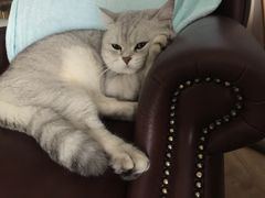 -帕帕拉兹宠物(亚洲旗舰店)