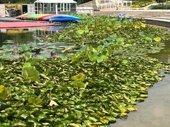 -新江湾城公园