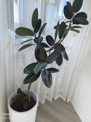 -HEYAN荷妍专业脱毛连锁机构