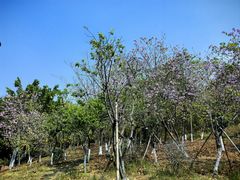 -聚龙山公园