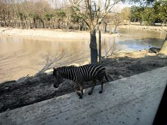 -上海野生动物园
