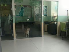 -美联众合动物医院(唯恩分院)