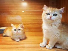 -猫十亿·布偶金渐层·曼基康矮脚猫舍(青年路店)