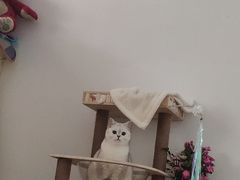 -艾贝尔宠物诊疗