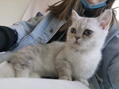 -遇见羊驼·奶狗咖·布偶猫咖·法斗柯基柴犬阿拉斯加(春熙路太古里IFS店)