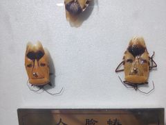 -上海昆虫博物馆